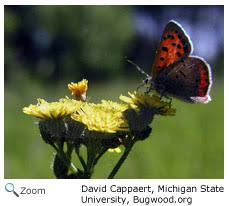 Attēlu rezultāti vaicājumam “Lycaena phlaeas male”