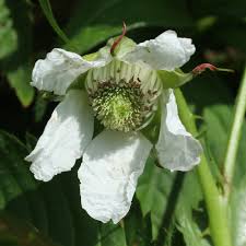 Attēlu rezultāti vaicājumam “Rubus illecebrosus”