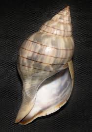 Image result for Cinctura hunteria