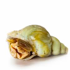 Image result for Buccinum undatum