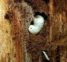 Attēlu rezultāti vaicājumam “Scolytus scolytus, Scolytus multistriatus”