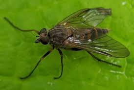 Attēlu rezultāti vaicājumam “Brachycera”