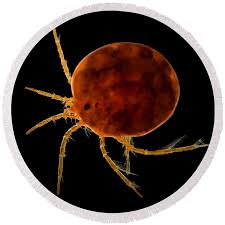 Attēlu rezultāti vaicājumam “Hydrachna”