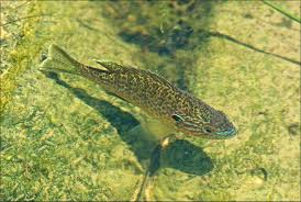 Image result for Lepomis gibbosus