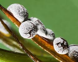 Attēlu rezultāti vaicājumam “Badhamia dubia spores”