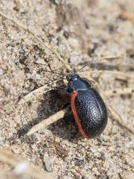 Attēlu rezultāti vaicājumam “Chrysolina sanguinolenta”