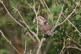 Attēlu rezultāti vaicājumam “Jynx torquilla adult”