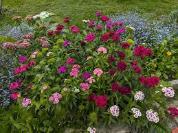 Image result for Dianthus barbatus