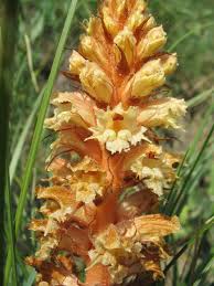 Attēlu rezultāti vaicājumam “Orobanche coerulescens flower”