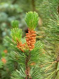 Attēlu rezultāti vaicājumam “Pinus mugo male flower”