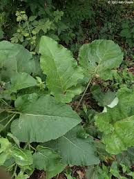 Attēlu rezultāti vaicājumam “Microrrhinum minus leaf”