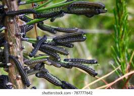 Attēlu rezultāti vaicājumam “Neodiprion sertifer larva”