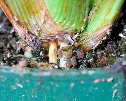 Attēlu rezultāti vaicājumam “Rhopalosiphum oxyacanthae”