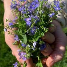 Image result for Veronica officinalis