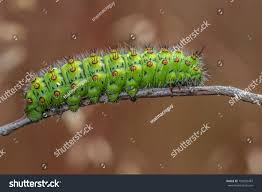 Attēlu rezultāti vaicājumam “Saturnia pavonia eggs”