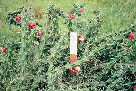 Attēlu rezultāti vaicājumam “Cribraria martinii”