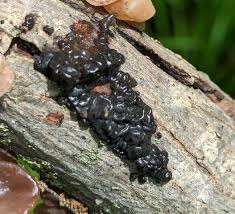 Attēlu rezultāti vaicājumam “Exidia glandulosa”