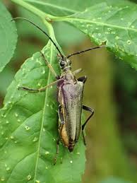 Attēlu rezultāti vaicājumam “Stenocorus meridianus”