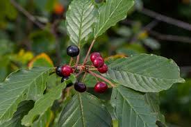 Attēlu rezultāti vaicājumam “Frangula alnus leaf”