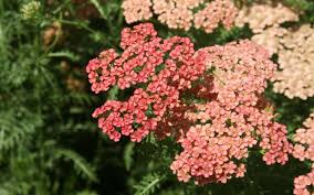 Attēlu rezultāti vaicājumam “Achillea salicifolia flower”