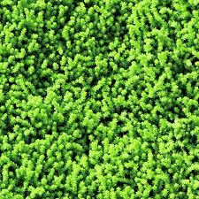 Image result for Mauerpfeffer