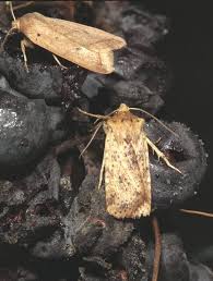 Attēlu rezultāti vaicājumam “Conistra rubiginea”