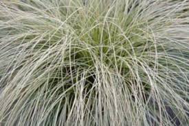 Attēlu rezultāti vaicājumam “Cyperaceae”