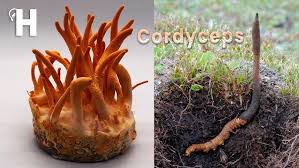 Attēlu rezultāti vaicājumam “Cordyceps polyarthra”