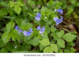 Image result for Veronica chamaedrys