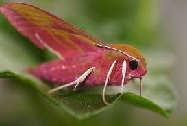 Image result for hawk moth
