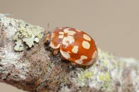 Attēlu rezultāti vaicājumam “Myrrha octodecimguttata”