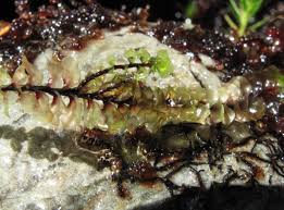 Attēlu rezultāti vaicājumam “Scapania undulata”