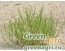 Attēlu rezultāti vaicājumam “Corispermum hyssopifolium”