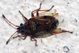 Attēlu rezultāti vaicājumam “Kleidocerys resedae”