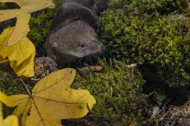 Attēlu rezultāti vaicājumam “Sorex araneus”