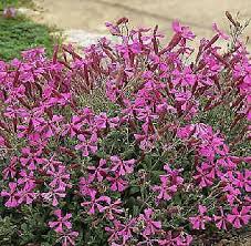 Image result for Silene schafta