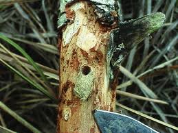 Attēlu rezultāti vaicājumam “Pissodes castaneus”