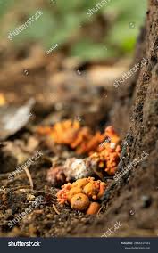 Attēlu rezultāti vaicājumam “Podostroma leucopus”