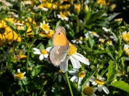 Attēlu rezultāti vaicājumam “Coenonympha pamphilus upperside”