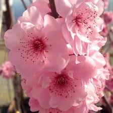 Attēlu rezultāti vaicājumam “Prunus (plum-tree) flower”