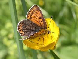 Attēlu rezultāti vaicājumam “Lycaena tityrus underside”