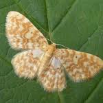 Attēlu rezultāti vaicājumam “Hydrelia flammeolaria”