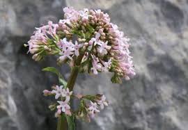 Attēlu rezultāti vaicājumam “Valerianaceae”