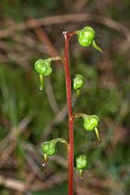 Attēlu rezultāti vaicājumam “Pyrola chlorantha bud”