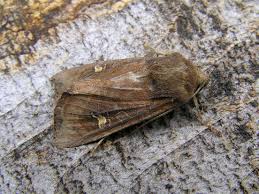 Attēlu rezultāti vaicājumam “Celaena leucostigma”