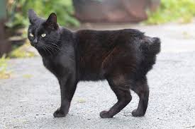 Image result for Black Cat Sac