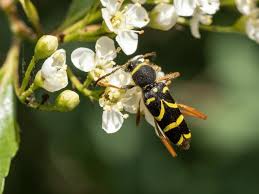 Attēlu rezultāti vaicājumam “Clytus arietis”