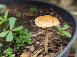 Attēlu rezultāti vaicājumam “Bolbitius vitellinus”