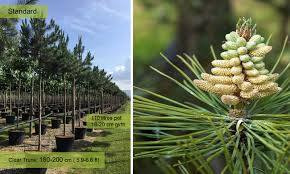 Attēlu rezultāti vaicājumam “Pinus nigra fruit”