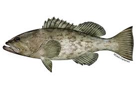 Image result for Mycteroperca interstitialis